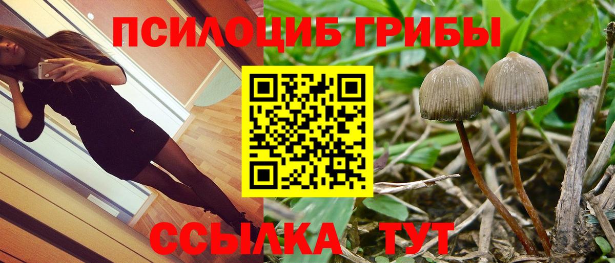 Псилоцибиновые грибы Psilocybine cubensis Михайловка